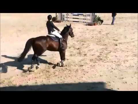 FOR SALE 11yo gelding SCHOOL MASTER HORSE