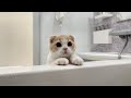生まれて初めてお風呂に入った子猫の反応がかわいすぎましたw