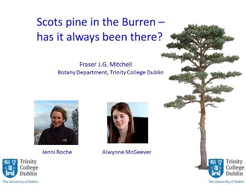 園芸 スコットランドパイン、スコットランドパイン、ノーザンパイン