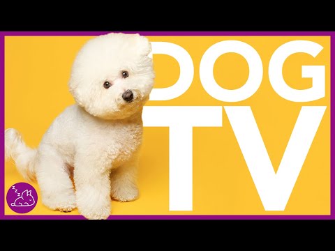 DOG TV - EXTREMELY Entertaining TV for Dogs! NEW Virtual Dog Walk (EXTRA LONG)