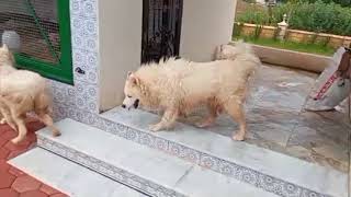 معركة بين الكلاب briga de cães