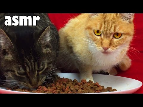 ASMR CAT Cats eat dry food MY cat ASMR 🐱 206