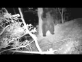 Scratch my back - What really goes on in the woods at night