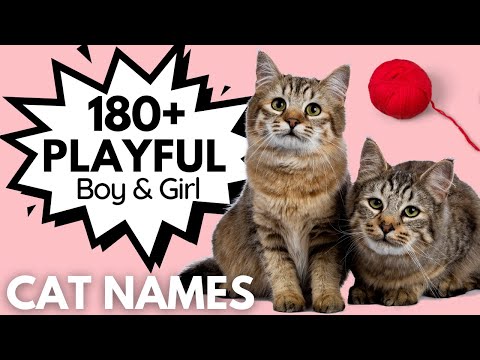 180+ PLAYFUL and MISCHEIVIOUS Names for your Sassy Cat | Rare Cat Names | Unisex Cat Names