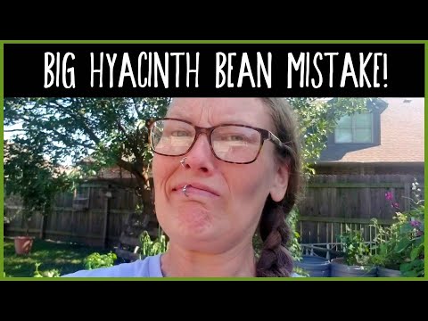 Gardening Mistakes: Purple Hyacinth Bean or Lablab Purpureus | Mistakes in the Garden | Zone 7a