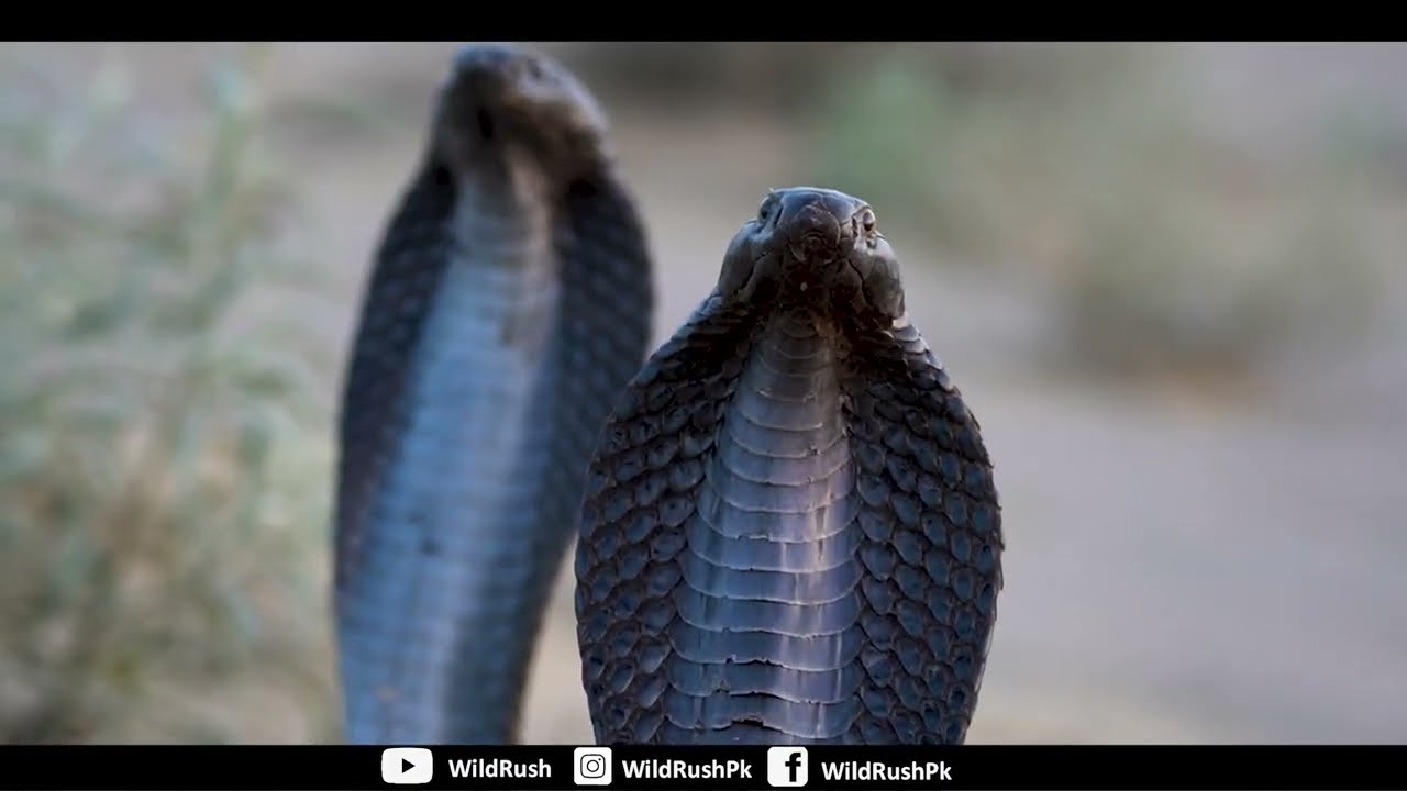 Black cobra Naja Naja venomous snake documentary