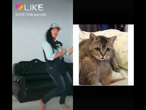 kucing. lagi. nonton. orang. nari