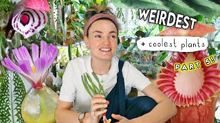 CRAZIEST Amazing Plants Right Now 🌿 Top Weird Houseplants Part 5