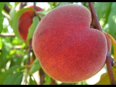 Vivid Peach Fruit Review