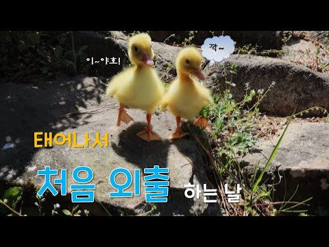 , title : '아기 오리 외출 처음이라서♡First time baby duck to see'