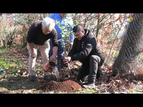 SEGUNDA JORNADA DE PLANTACIÓN DE ARAUCARIAS FORTALECE LA IDENTIDAD CULTURAL EN NUESTRA COMUNA 🌲🌿