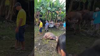 Download lagu Ada kerbau ngamuk sampe di ikat gaess #shorts mp3