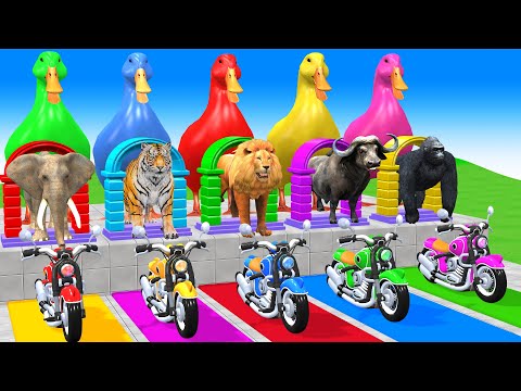 Long Slide Game With Gorilla Bufallo Lion Tiger Elephant - 3d Animal Game - Funny 3d Animals