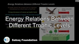 Energy Relations Between Different Trophic Levels, Biology Lecture | Sabaq.pk |