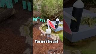 Pelican Bites Me After I Call It A Penguin