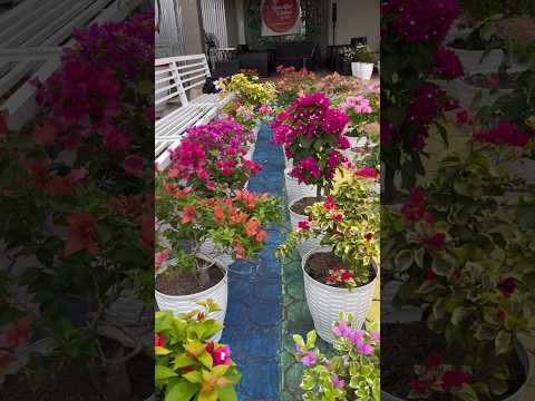 Bougainvillea flowers rare collection / flowers bloom / tips and tricks how to grow bougainvillea