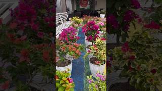 Bougainvillea flowers rare collection / flowers bloom / tips and tricks how to grow bougainvillea