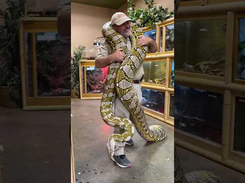 CARRYING A GIANT RETICULATED PYTHON🤯