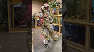 CARRYING A GIANT RETICULATED PYTHON🤯 by Prehistoric Pets TV