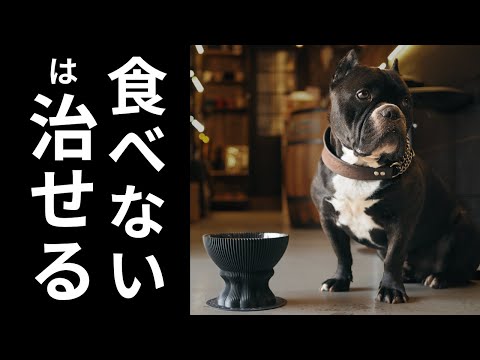 犬の食欲を刺激する家庭療法