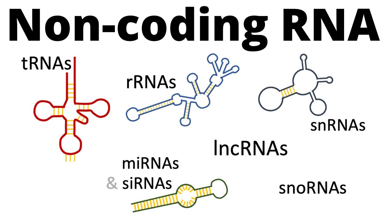 ncRNAs - all types of non-coding RNA (lncRNA, tRNA, rRNA, snRNA, snoRNA, siRNA, miRNA, piRNA)