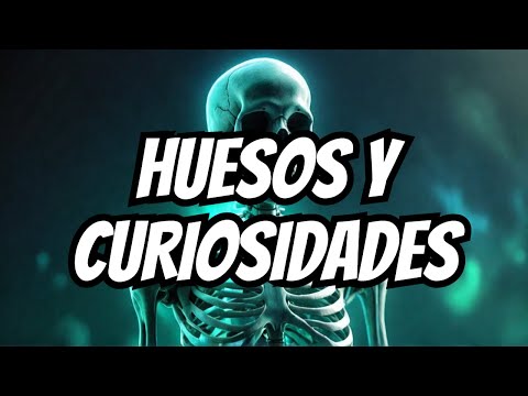 El Esqueleto Humano: Cómo 206 Huesos Mantienen Tu Cuerpo Erguido + 20 Curiosidades Científicas