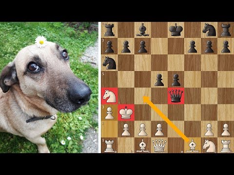 The "Immortal Draw" Game - Bravest King in History