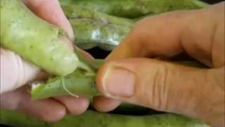 How to Shell Broad Beans (Fava Beans)