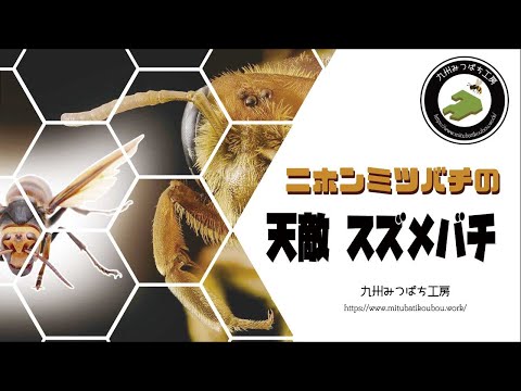 , title : 'ミツバチの天敵スズメバチ【日本みつばちの養蜂】 How to Beekeeping'