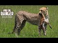 Cheetah With Newborn Gazelle Maasai Mara Safari Zebra Plains