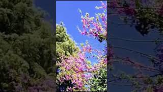 Download lagu Penampang Forgoten Song mp3