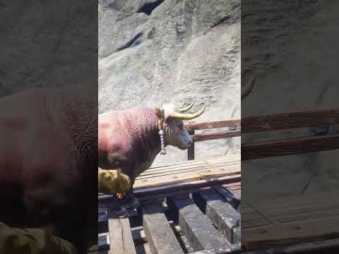 RDR 2 Wild West #325