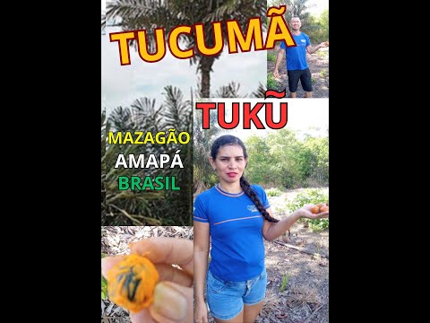 TUCUMÃ - fruta de árvore espinhos - TUKUM- Amapá - MAZAGÃO
