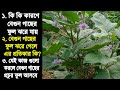 বেগুন গাছের ফুল কেন ঝরে যায় এর প্রতিক