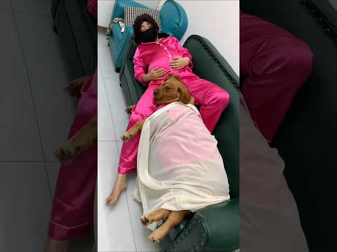 part7Maa Bani Dog Lover#Dil Jeet Liya Is Golden Baby Ne#Bed Na Sahi Sofa Hi Sahi#MaaBeta Ka Pyaar