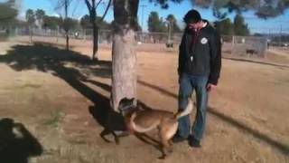 Dog Training -Teach your dog to bounce off trees