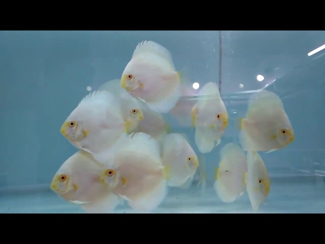 mix lot discus fish for sale at joes aquaworld mumbai 9833898901