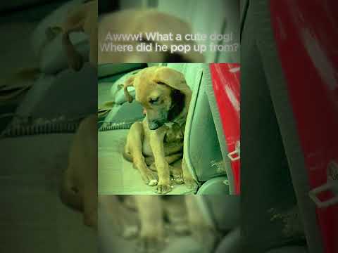 The Dog That Survived American 965 - Milagro/Miracle #shorts #aviation