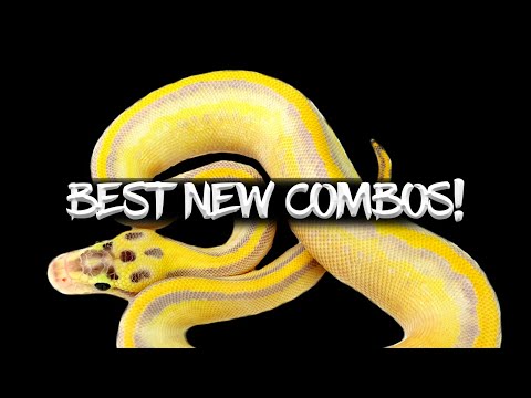 Top 20 Crazy New Ball Python Combos!