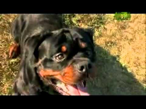 rottweiler vs doberman vs german shepherd doberman vs rottweiler vs german shepherd yahoo answers rottweiler vs doberman vs german shepherd doberman vs rottweiler vs german shepherd yahoo answers