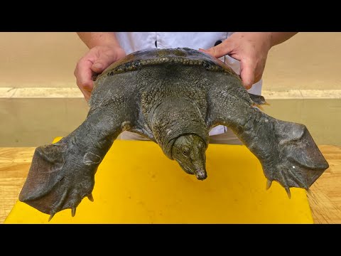 delicious turtle soup recipe // best cooking