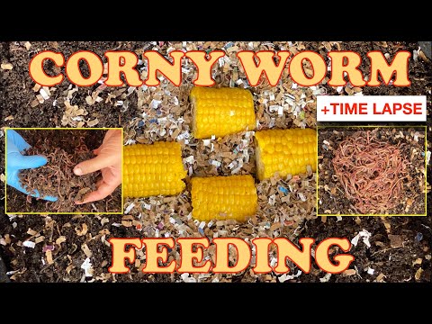 5000 Red Wigglers vs 4 Corn Cobs + Worm Time Lapse | Vermicompost Worm Farm