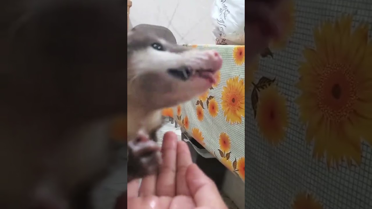 Opossum 😂 #pets #cutepets #birds