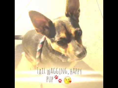 Slim Shady, an adopted Chihuahua & Miniature Pinscher Mix in Grover Beach, CA_image-1