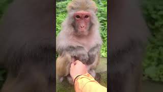 Download lagu Monyet Tertawa Terbahak-bahak Ketika Perutnya di Sentuh #shorts #monyetlucu mp3