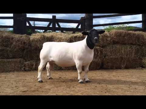 BURIÁ 4165 - ARREMATE PECUÁRIO