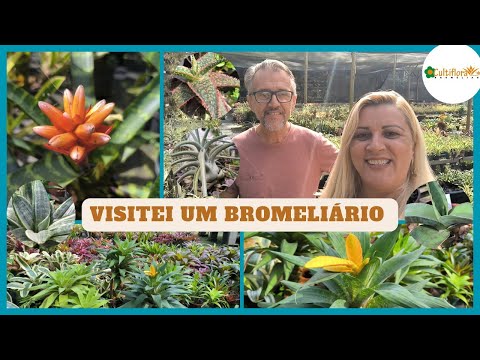 mais de 700 espécies na produção - tudo sobre cultivo de bromélias - um aulão