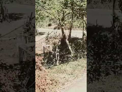 linda naturaleza de buena vista Pérez zeledon sanjose costa rica Buena Vista