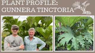 How to grow Gunnera Tinctoria: a plant profile of this giant of the garden!