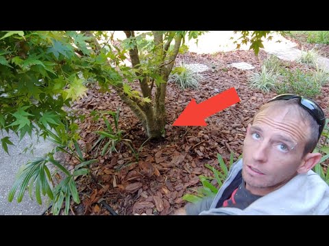 image-How do you treat maple wilt?